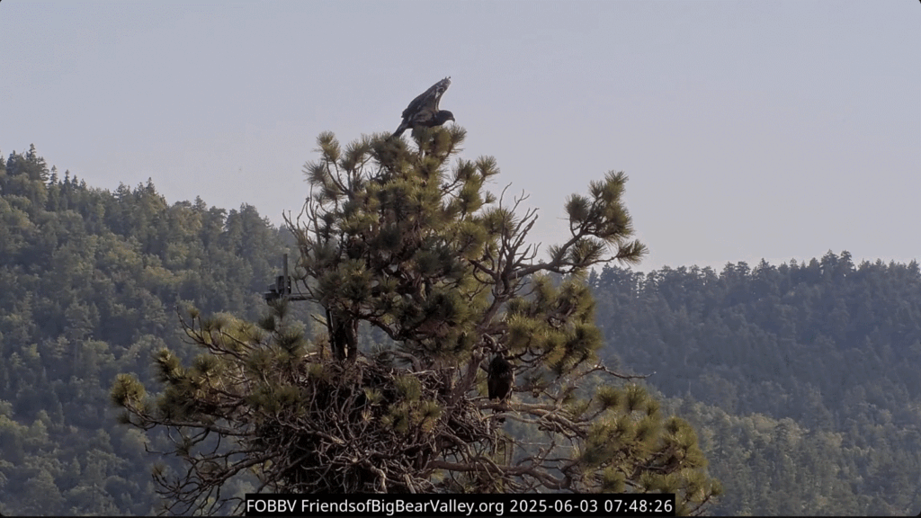 FOBBV Sunny back at the nest tree