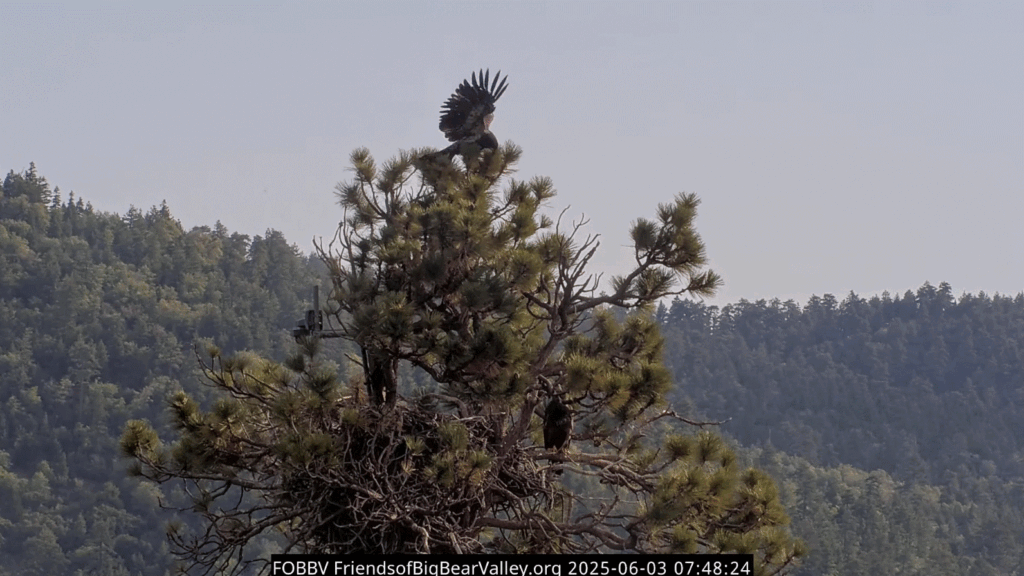 FOBBV Sunny back at the nest tree