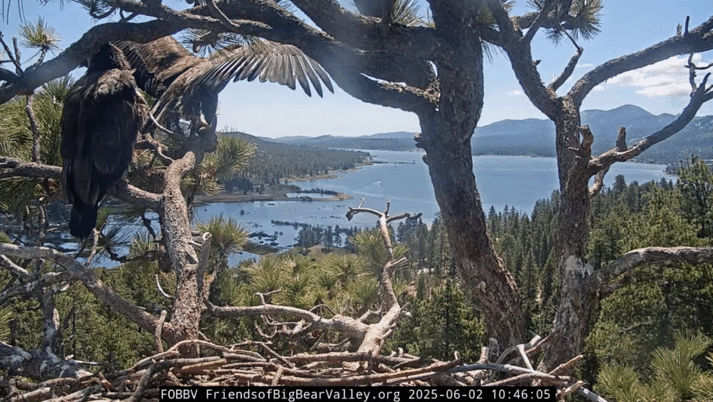 FOBBV Sunny fledges