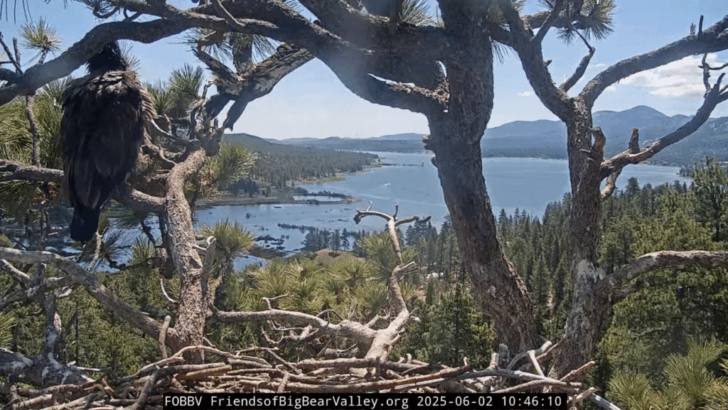 Big Bear Valley eagle nest Sunny fledges on 6/2/25
