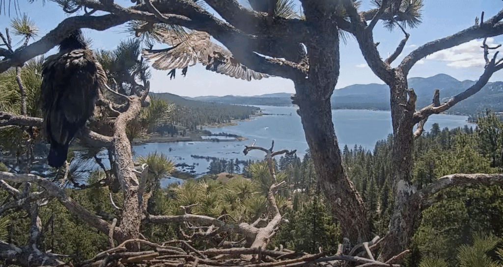 Big Bear Valley Sunny fledges and flies on 6/2/25