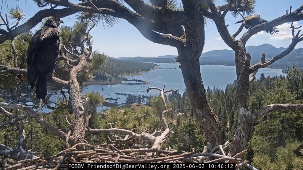 FOBBV Sunny fledges on 6/2