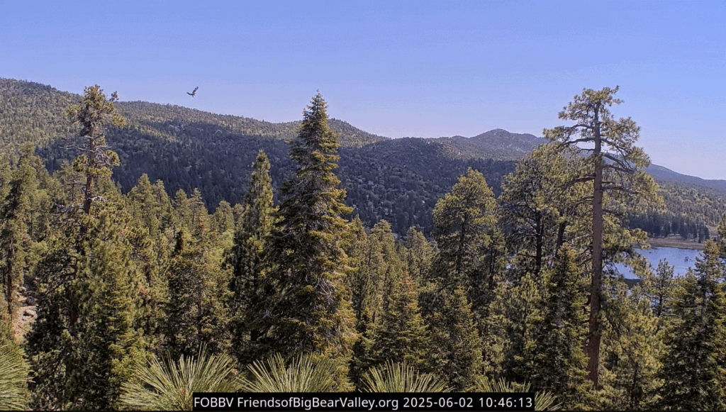 FOBBV Sunny fledges cam2