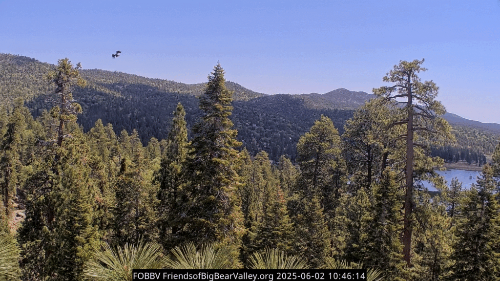 FOBBV Sunny flies circling around the nest