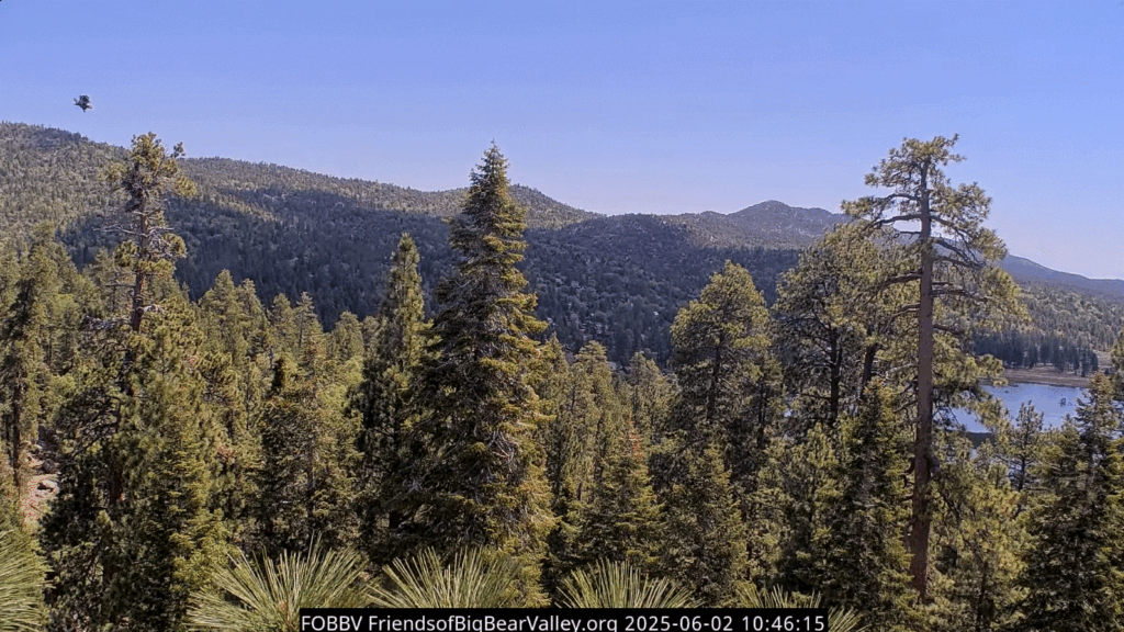 Big Bear Valley Sunny fledges and flies by the nest