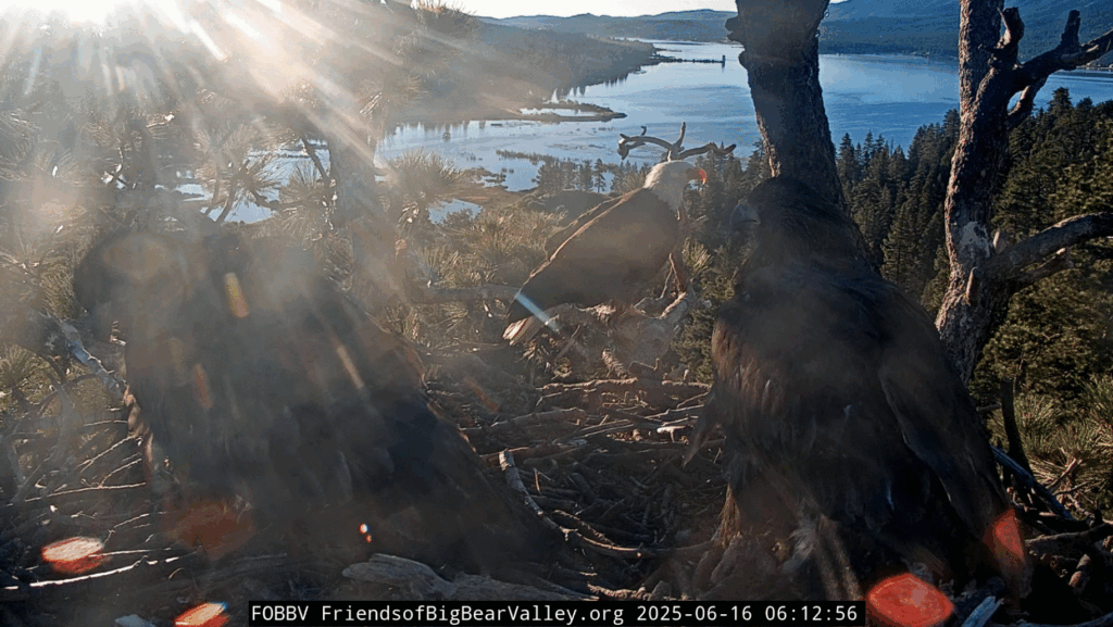 FOBBV Shadow delivers fish for Sunny and Gizmo