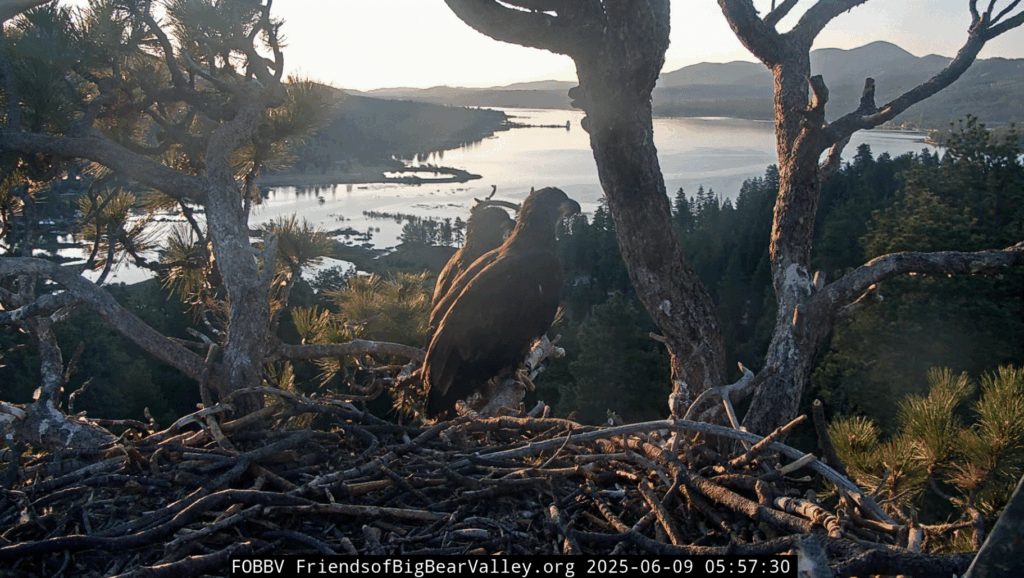 FOBBV Sunny and Gizmo sharing a moment together during sunrise