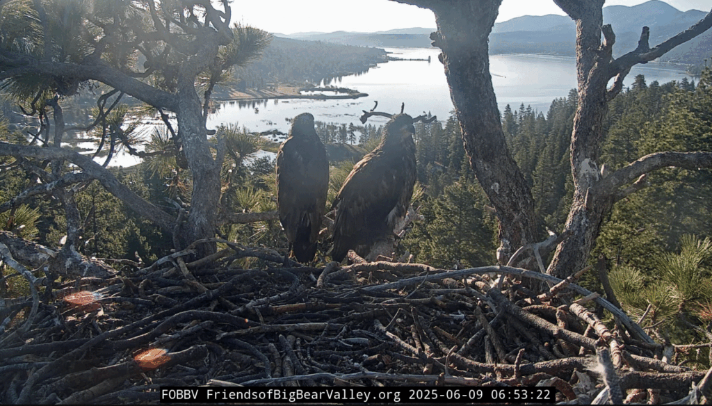 FOBBV Sunny and Gizmo sharing the morning together in the nest