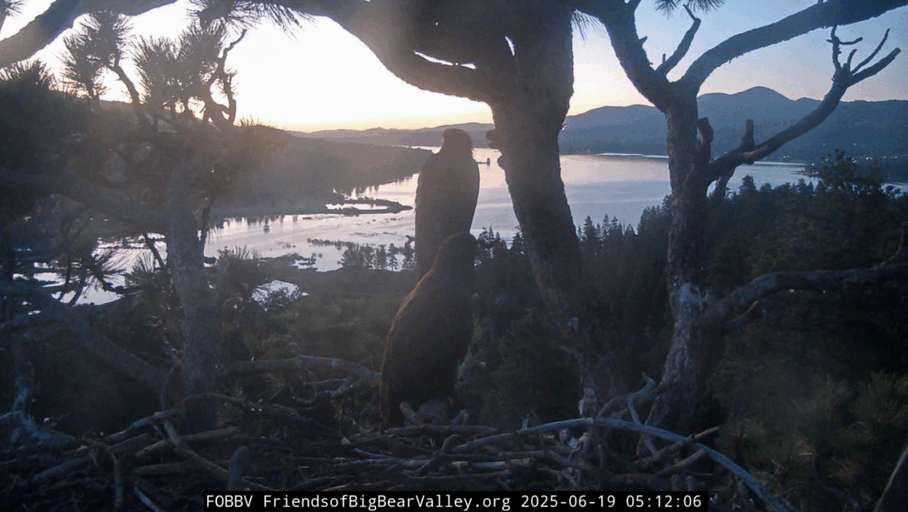 FOBBV Sunny and Gizmo watch sunrise from the nest