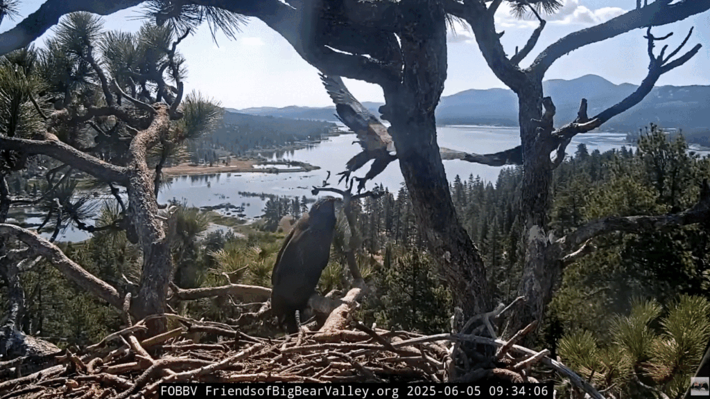 Big Bear Valley eagle nest Sunny flies second time