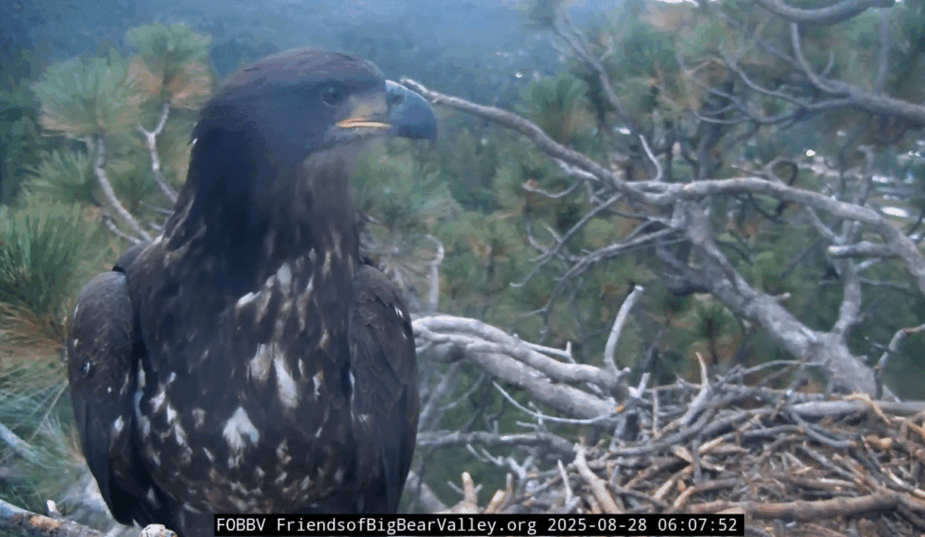 FOBBV possible Gizmo sighting juvie at nest