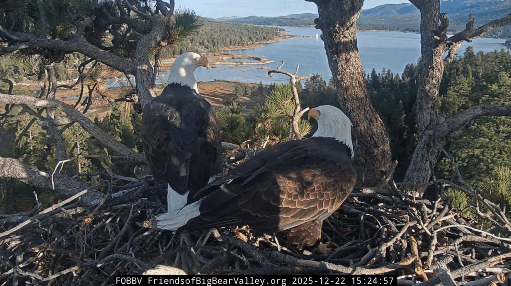 FOBBV Jackie & Shadow nestoration prepping for 2026 breeding season