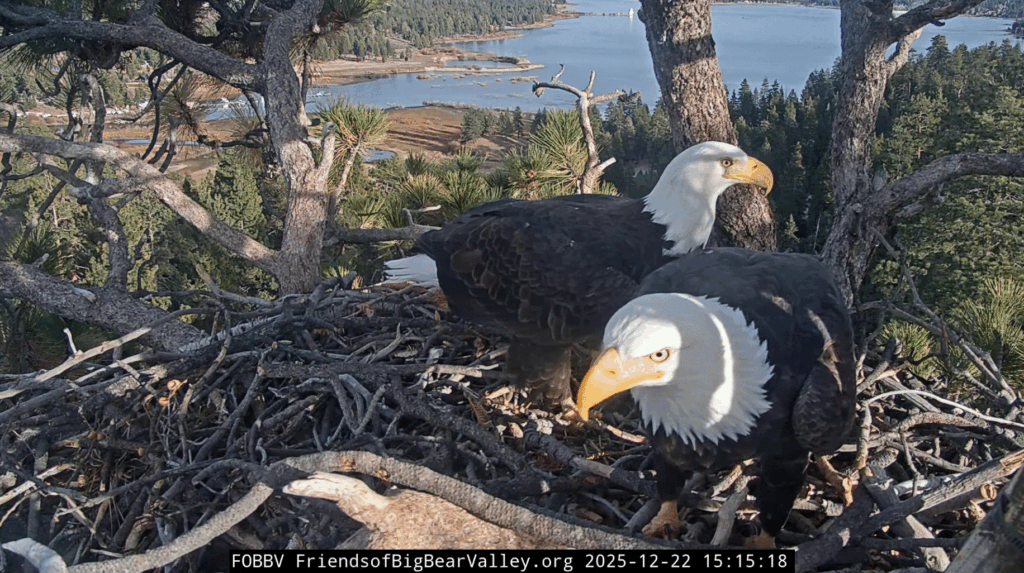 FOBBV Jackie & Shadow nestoration for 2026 season