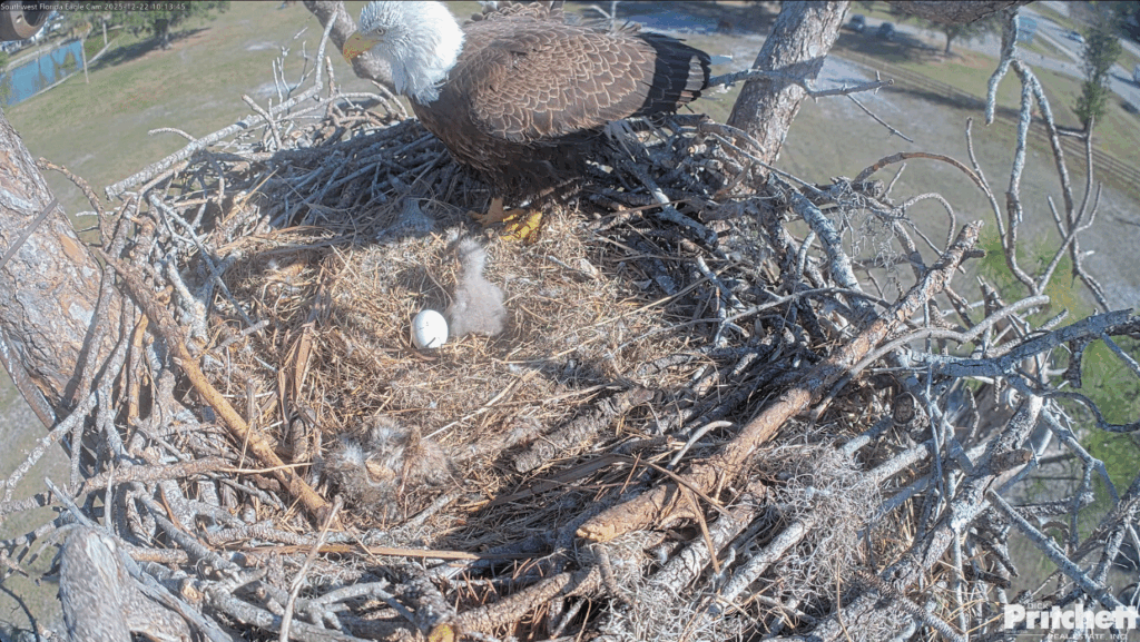 SWFL F23 nesting with E26