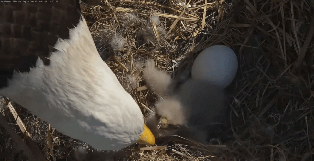 SWFL eagle nest F23 feeds E26