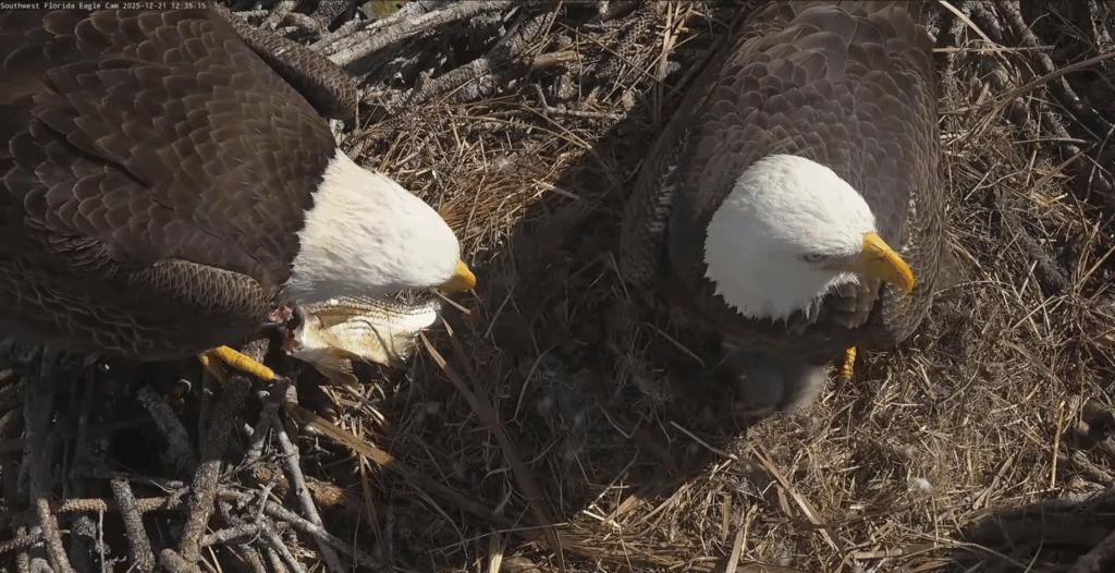 SWFL eagle nest F23 and M15