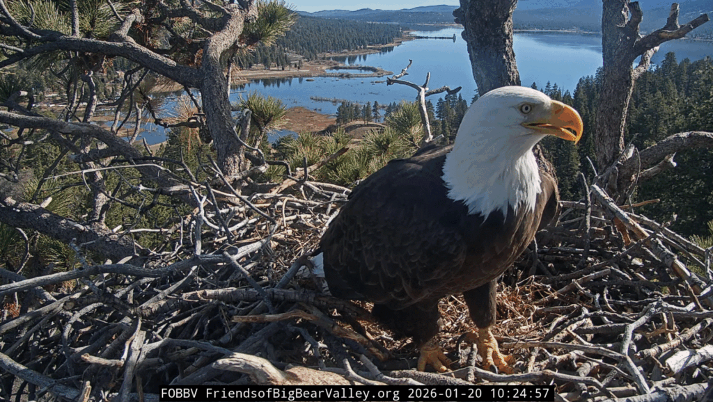 FOBBV Jackie new breeding season 2026