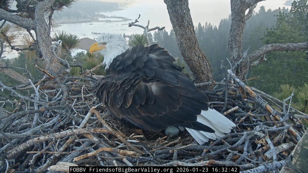 FOBBV Jackie lays first egg of 2026 breeding season