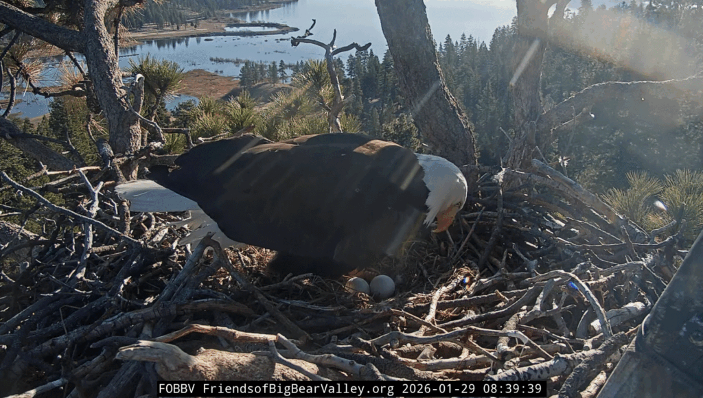 FOBBV Jackie with both eggs