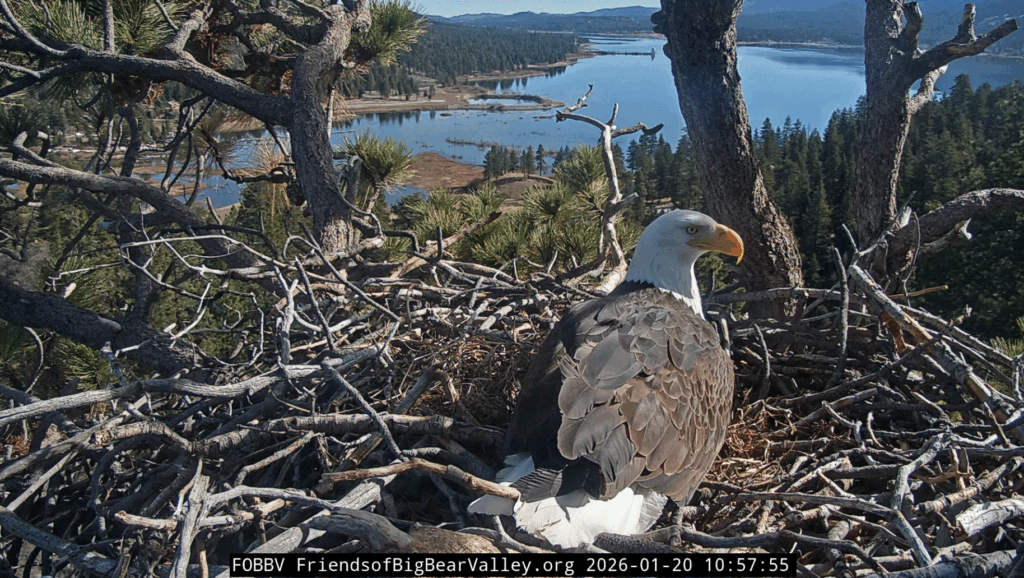 FOBBV Jackie pancake nest