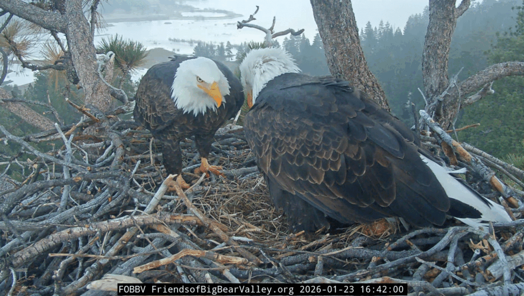 FOBBV Shadow sees Jackie's egg