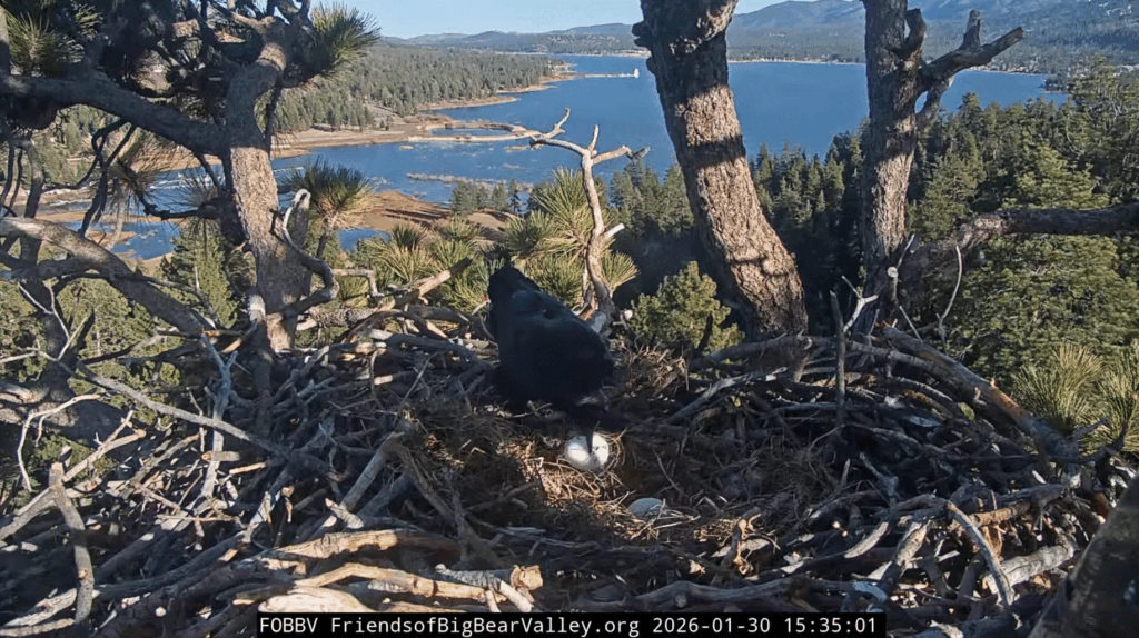 FOBBV raven breaks into eggs