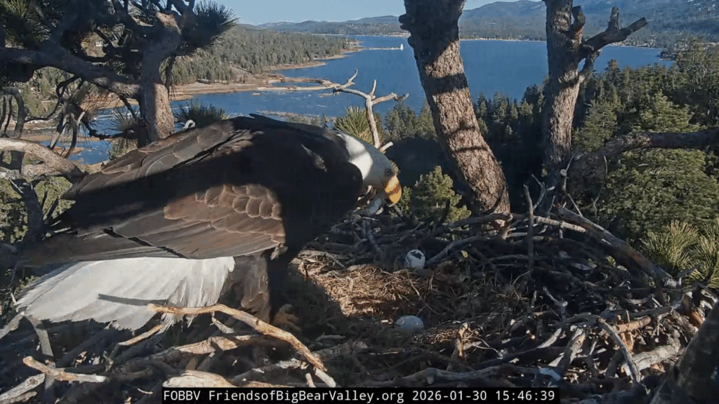 FOBBV Jackie sees the broken eggs