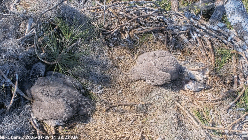 NEFL NE32 NE33 self feeding