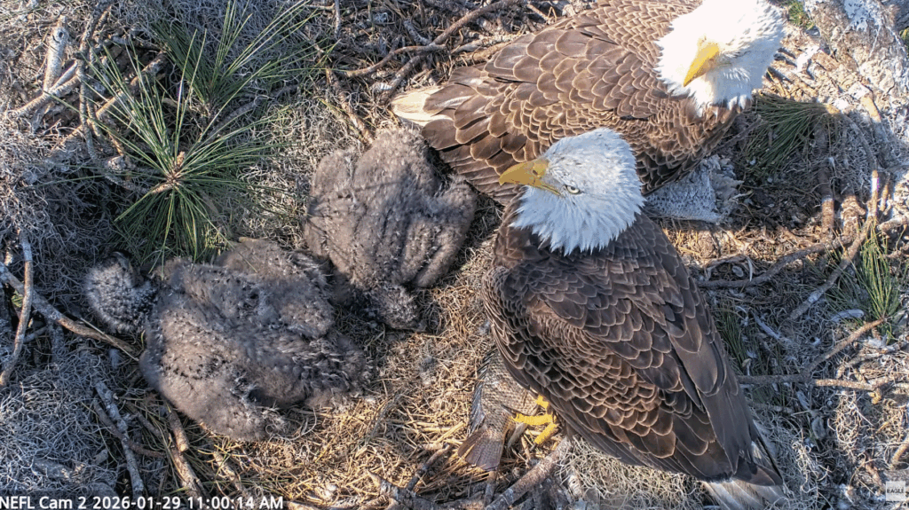 NEFL Gabby and Beau with NE32 and NE33 happy family