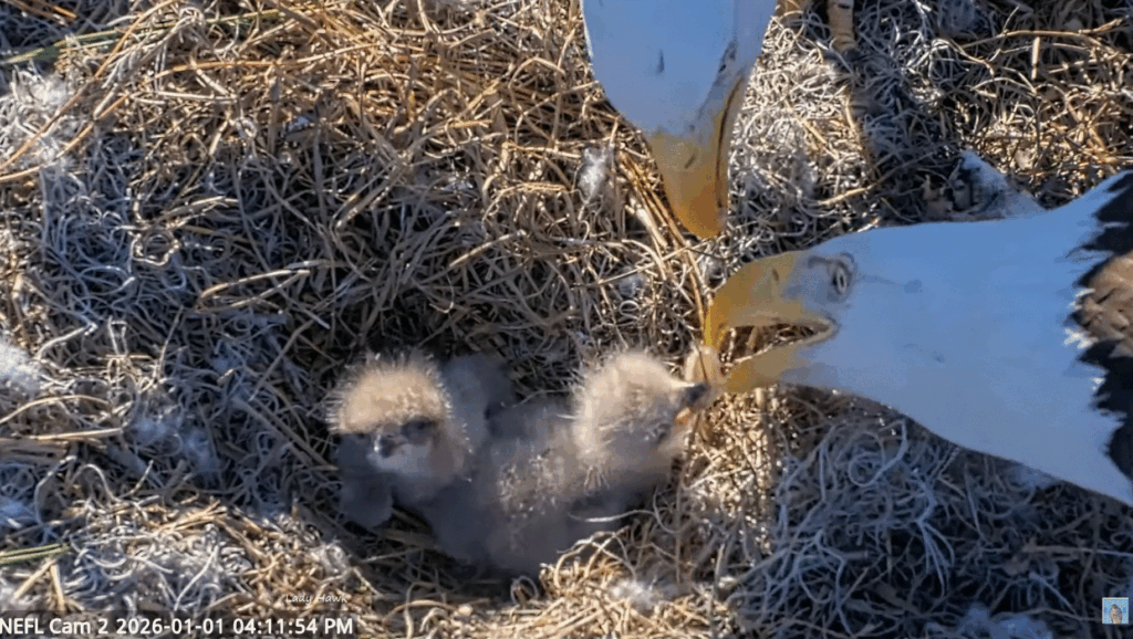 NEFL tandem feeding by Gabby and Beau