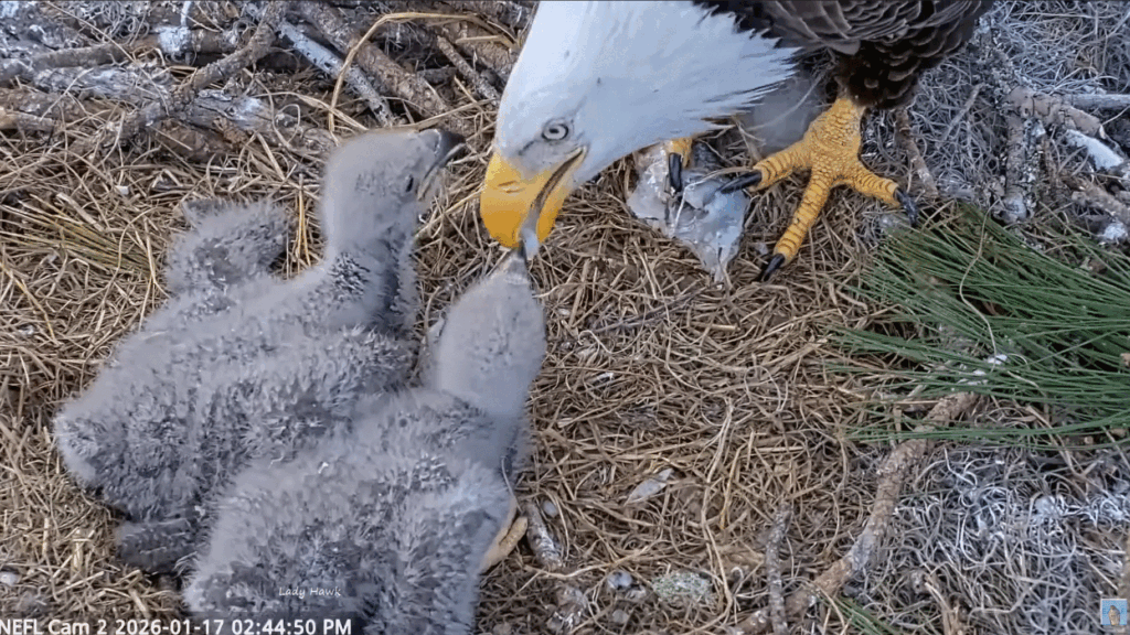 NEFL Gabby feeds NE32 and NE33