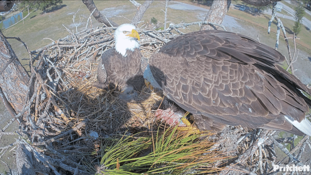 SWFL tandem feeding for E26