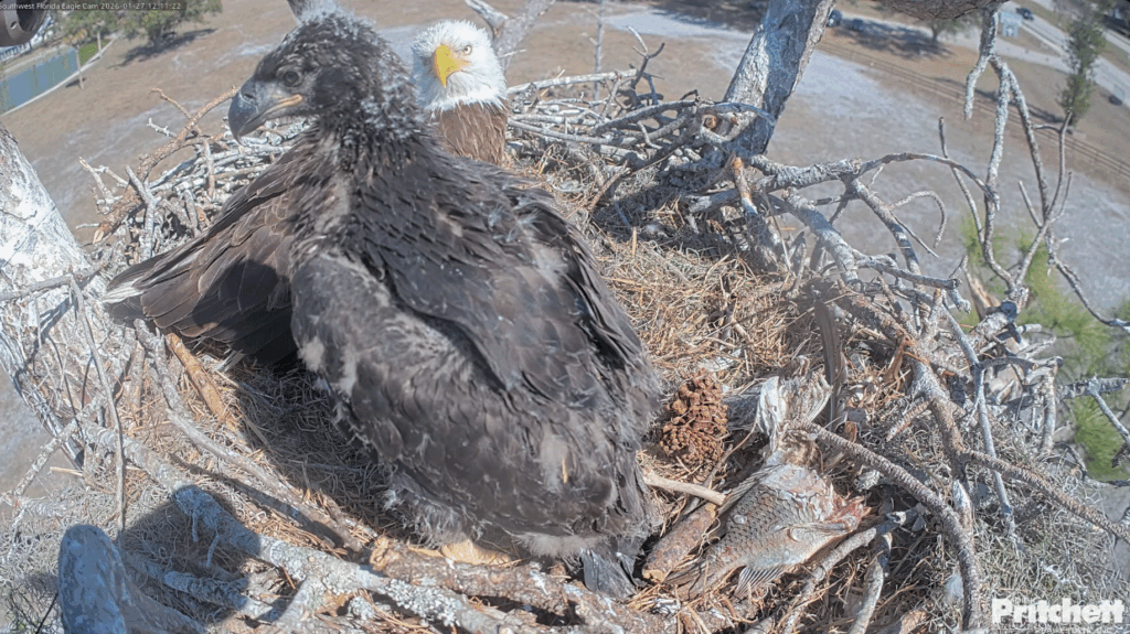 SWFL bald eagle E26 eaglet