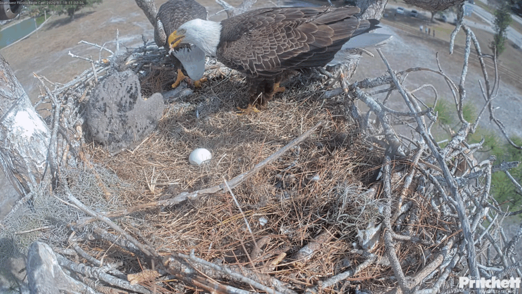 SWFL M15 F23 tandem feeding E26