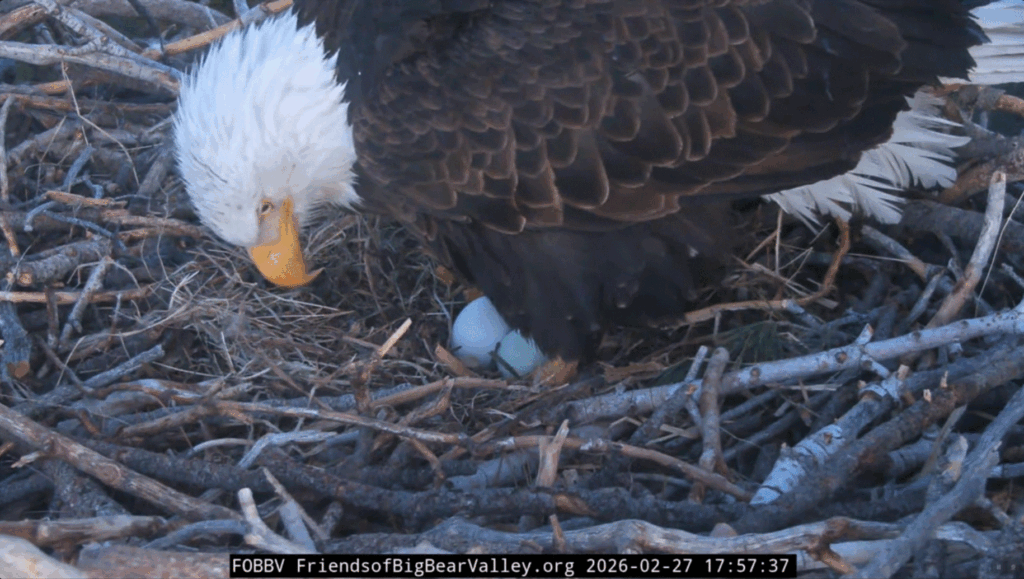 FOBBV Jackie lays second egg