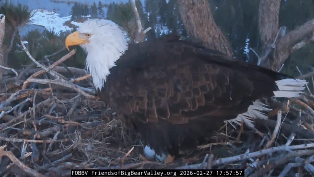 FOBBV Jackie lays second egg