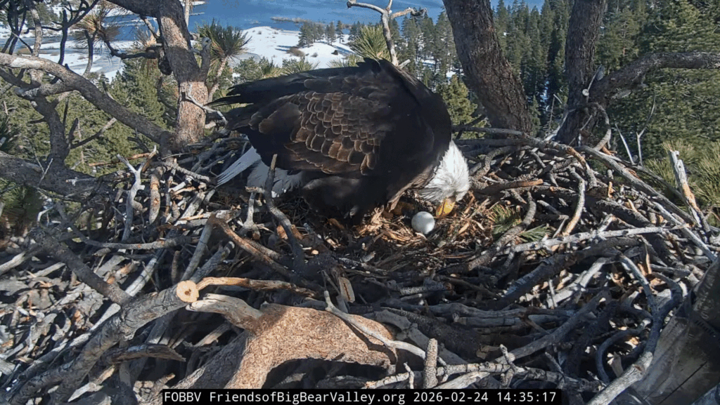 FOBBV Jackie lays a new egg on 2/24