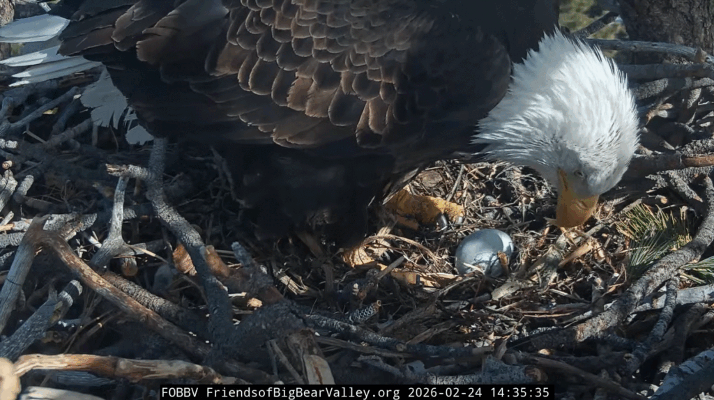 FOBBV Jackie lays a new egg on 2/24