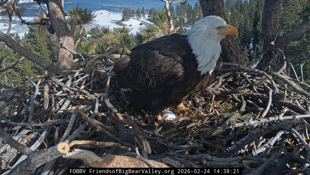 FOBBV Jackie the Queen with her new egg