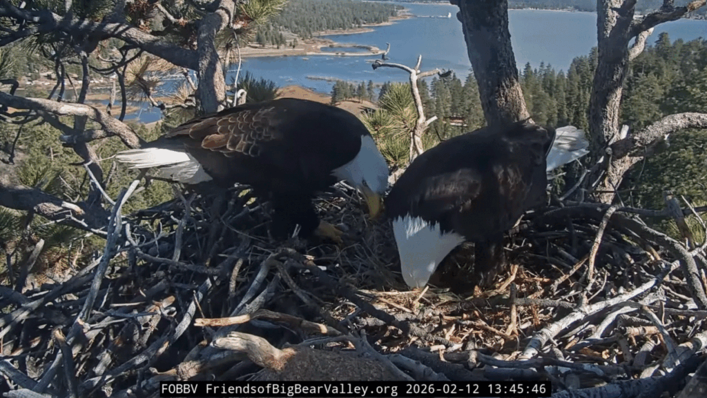 FOBBV Jackie and Shadow nestoration 2/12/26