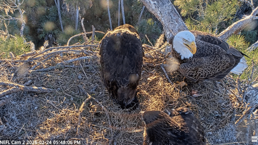NEFL Gabby checking on the eaglets