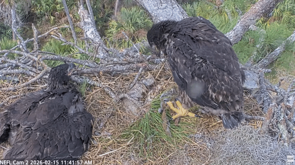 NEFL NE32 and NE33 juvenile feathers