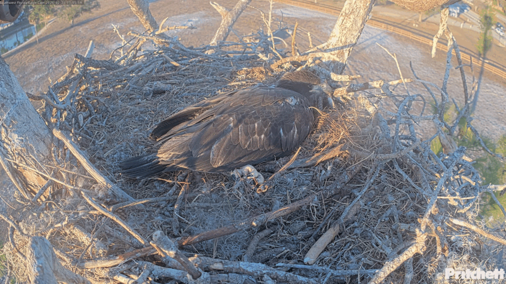 SWFL E26 getting big