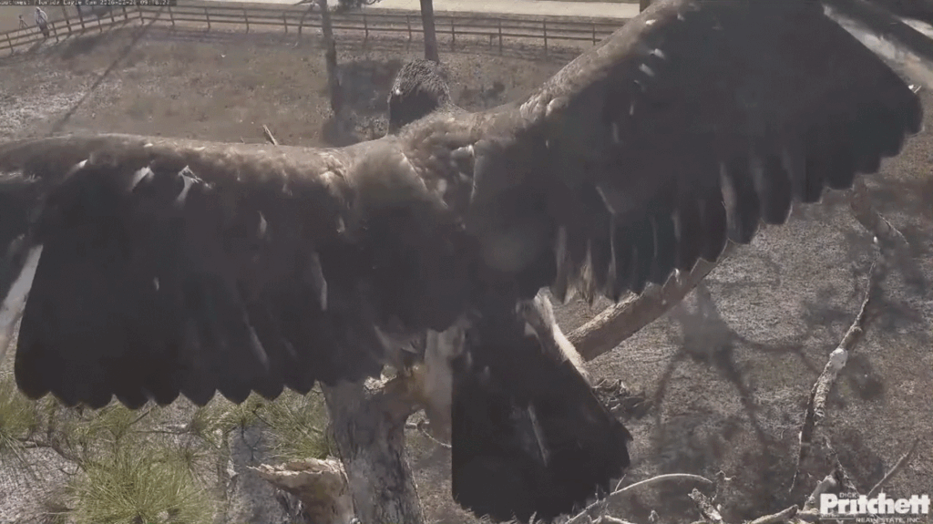 SWFL bald eagle E26 wingspan wing flap