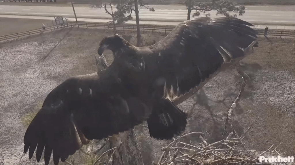 SWFL bald eagle nest E26 branches