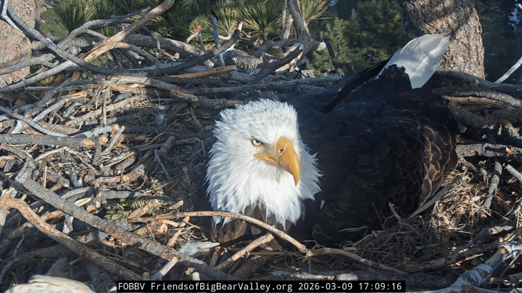 FOBBV Jackie closeup