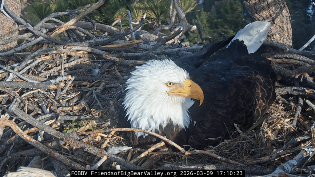 FOBBV Jackie closeup