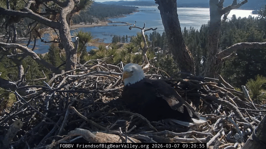 FOBBV Jackie is back 3/7/26