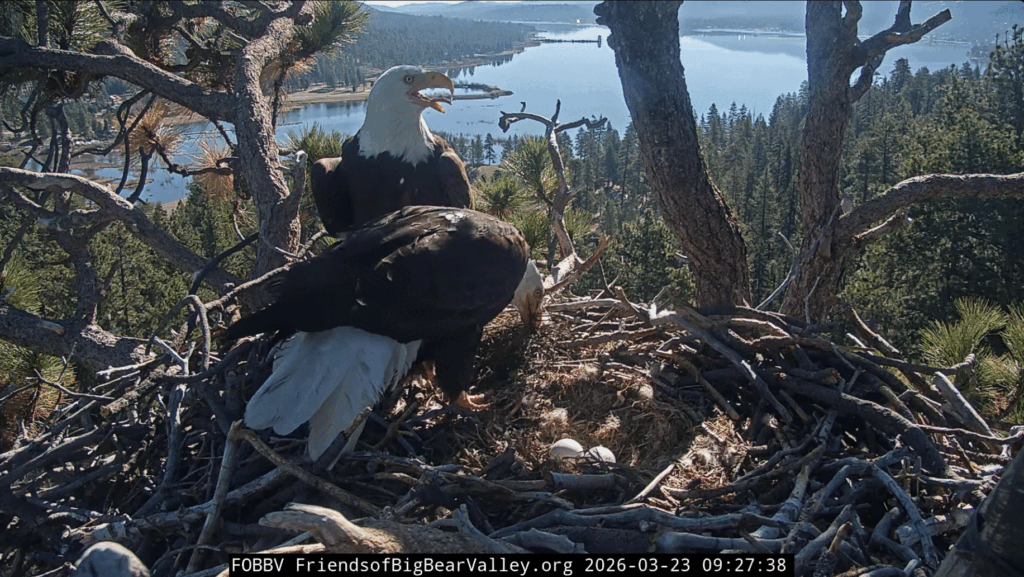 FOBBV Jackie and Shadow fluff