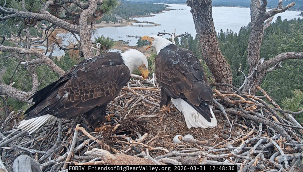 FOBBV Jackie brings fluff for shift change with Shadow